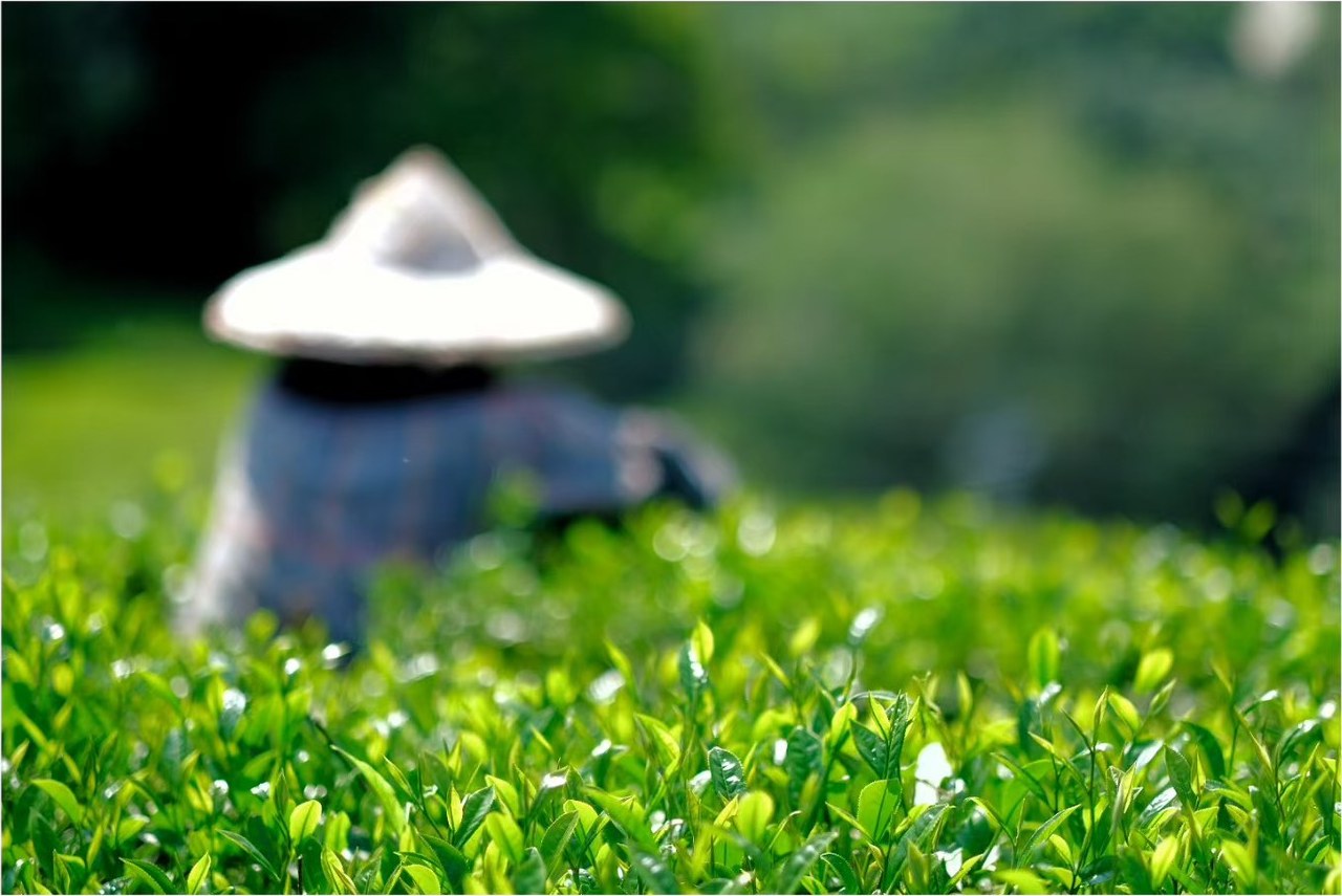 茶園採茶與茶葉近景形象照